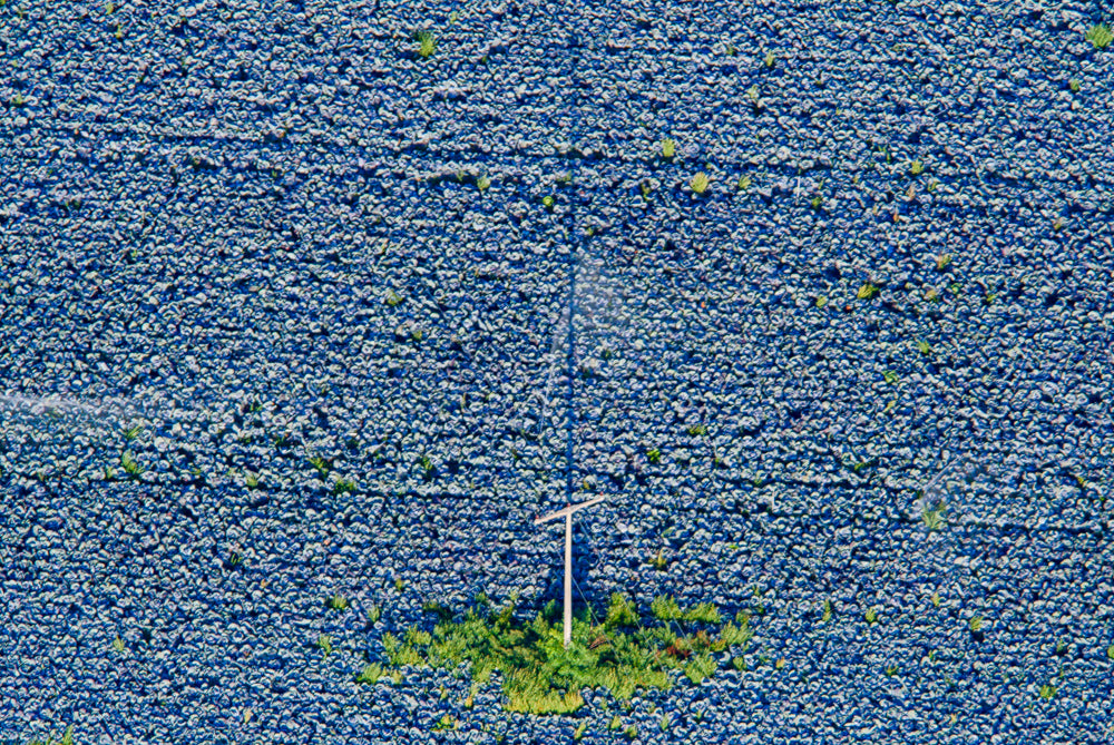 Schattenwerfender Strommast im Blaukrautfeld