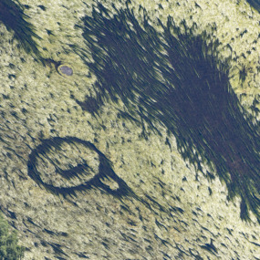 Algenteppich mit seltsamen Strukturen im Fluss - Klaus Leidorf