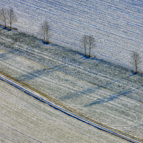 Baumreihe am Feldrand - Klaus Leidorf
