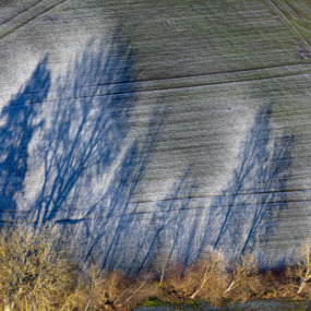 Baumschatten im winterlichen Acker - Klaus Leidorf