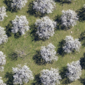 Blühende Obstbäume - Klaus Leidorf