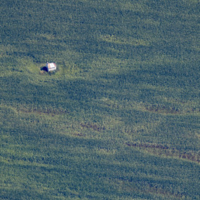 Feldkapelle im Maisfeld - Klaus Leidorf