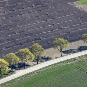 Frischgüne Reihe Ahornbäume vor einem Obstbaumfeld - Klaus Leidorf