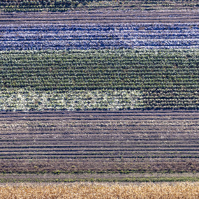 Gemüsefeld in Ismaning - Klaus Leidorf