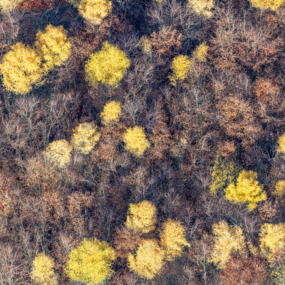 Herbstliche Lärchen im Laubwald - Klaus Leidorf