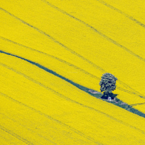 Kastanie mit Feldkapelle zwischen blühenden Rapsfeldern - Klaus Leidorf