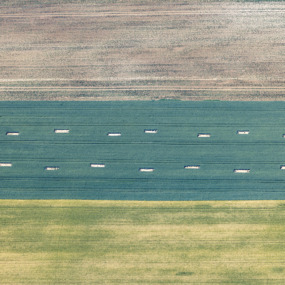 Lerchenfenster im Getreidefeld - Klaus Leidorf
