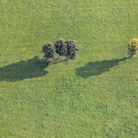 Luftaufnahme von drei und einem Baum auf der Wiese - Klaus Leidorf