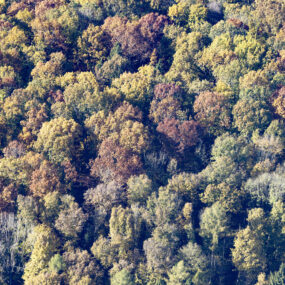Luftaufnahme von einem Laubwald mit Herbstfärbung