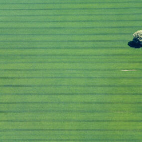 Luftaufnahme von einem einsamen Baum auf einem Getreidefeld - Klaus Leidorf