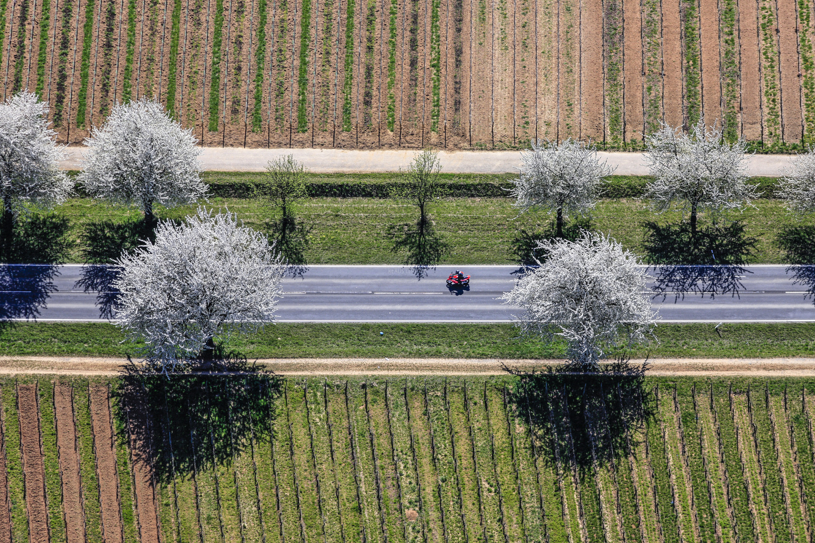 Luftaufnahme von einem roten Motorrad auf einer Landstraße zwischen blühenden Kirschbäumen