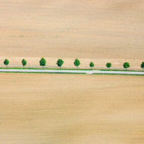 Luftaufnahme von einer frischgrünen Baumreihe am Wegesrand zwischen zwei neu bestellten Maisäckern - Klaus Leidorf
