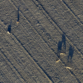 Luftaufnahme von einer kleinen Gruppe von Rehen in freier Ackerlandschaft - Klaus Leidorf