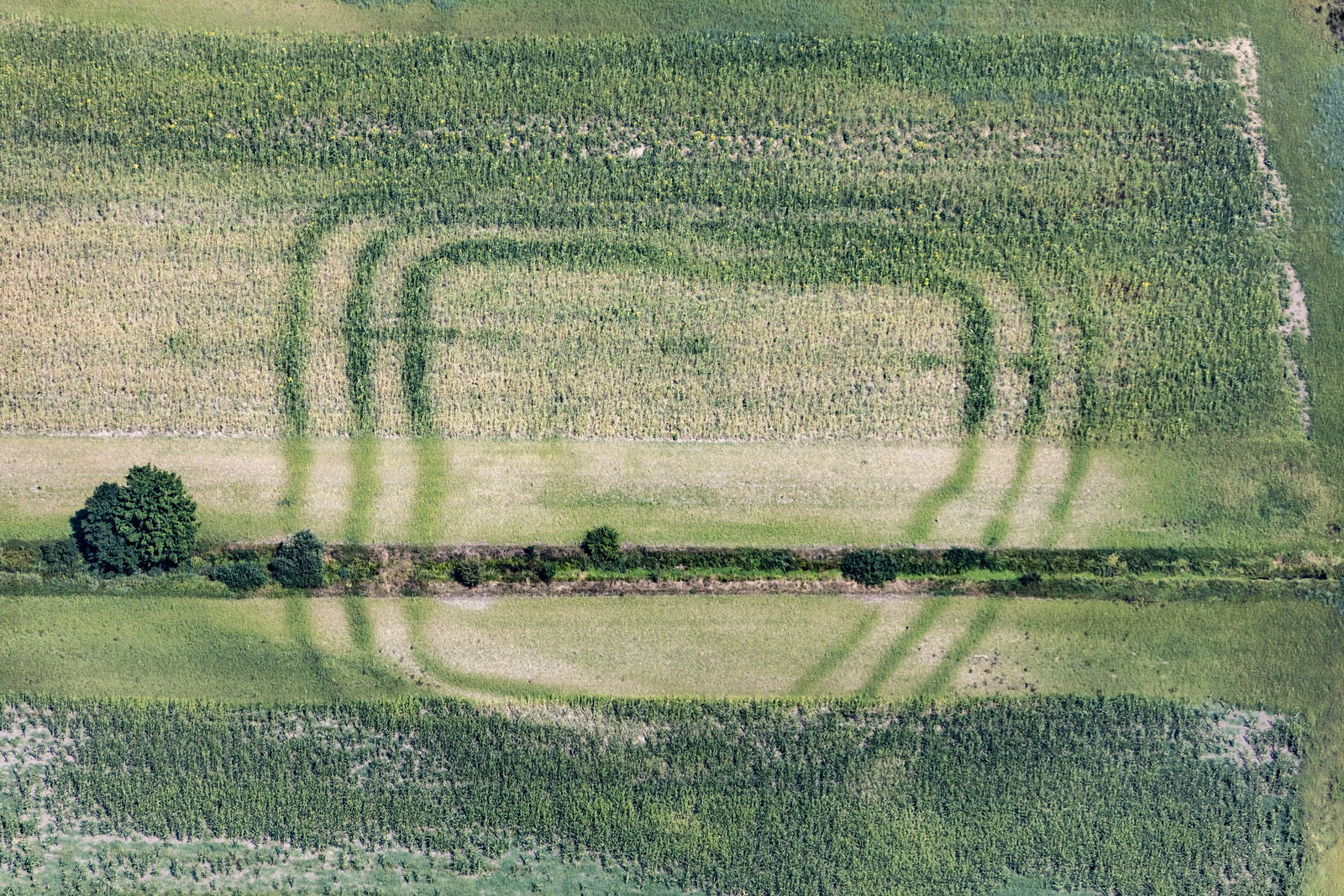 Luftaufnahme von positiven Bewuchsmerkmalen eines späthallstattzeitlichen Herrenhofes in einem Maisfeld bei Osterhofen-Galgweis