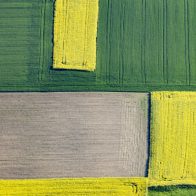 Luftaufnahme von rechteckiger Agrarlandschaft mit Rapsblüte