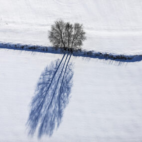 Luftbild von einem Dreifachbaum mit starkem Schatten auf verschneitem Acker bei Heinzelwinkl - Klaus Leidorf