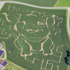 Maislabyrinth als Schweinchen - Klaus Leidorf