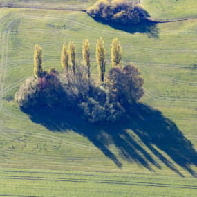 Reihe herbstlich verfärbter Pappeln - Klaus Leidorf