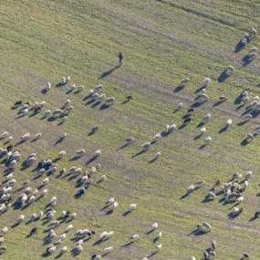 Schafherde mit Schäfer - Klaus Leidorf